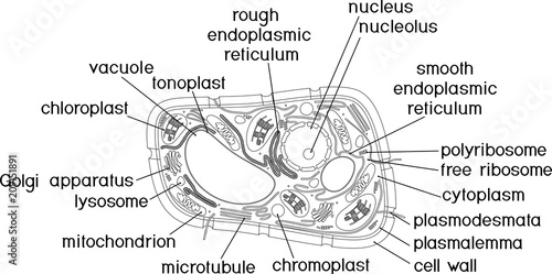 Coloring page. Structure of plant cell with titles