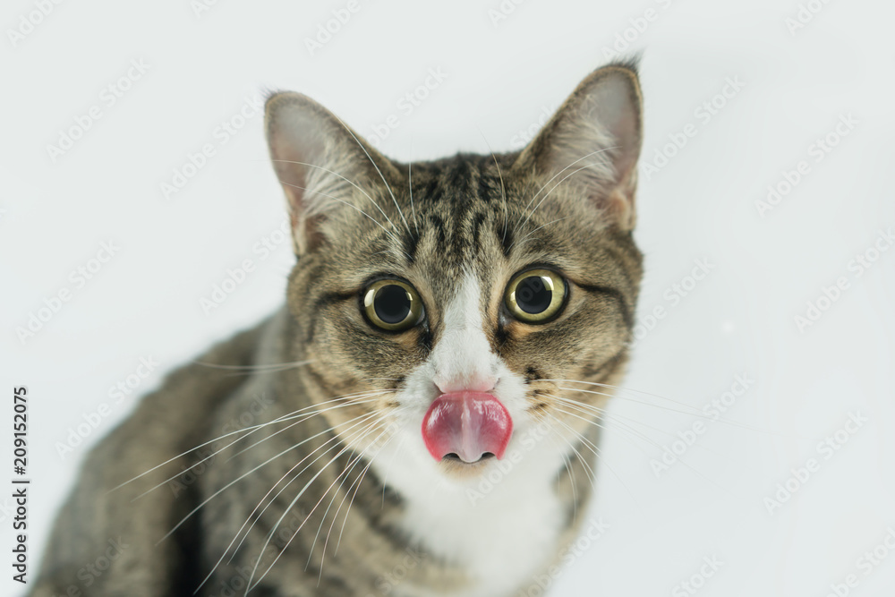The cat is looking forward and looking cute. The cat is looking forward and looking cute.