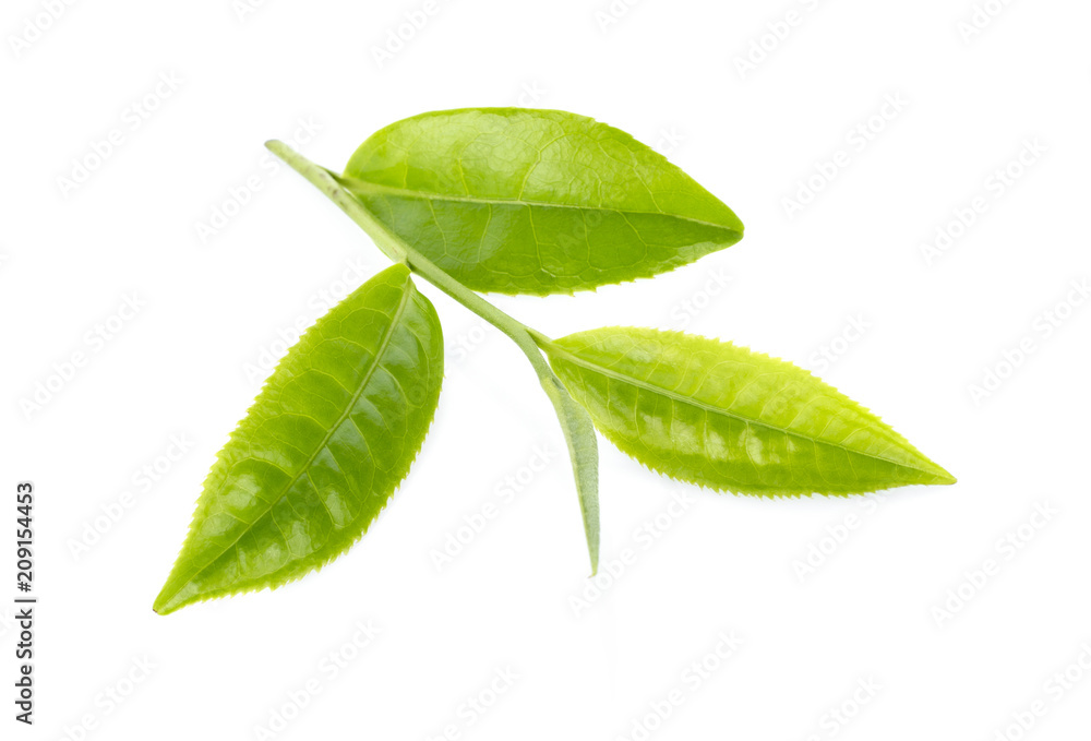 Fototapeta premium Green tea leaf isolated on white background