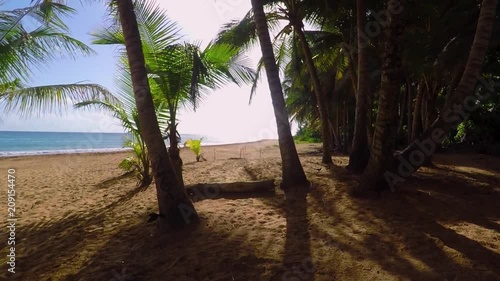 A walk among the Palms of Luquillo Beach welcomed by local birds. photo