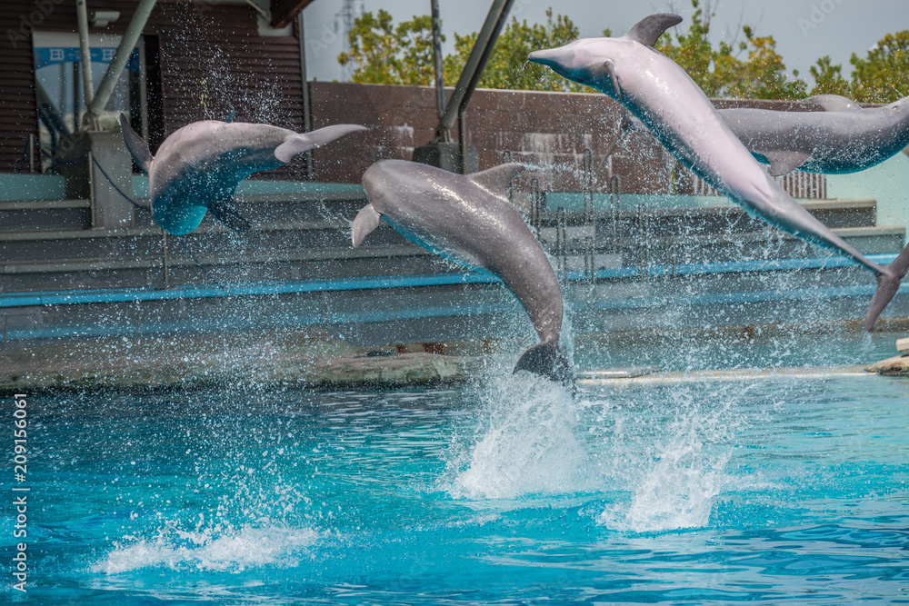 Naklejka premium Riccione , Włochy - 18 maja 2018: Delfiny w Oltremare Family Experience Park w słoneczny dzień