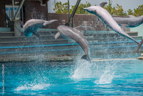 Riccione , Włochy - 18 maja 2018: Delfiny w Oltremare Family Experience Park w słoneczny dzień