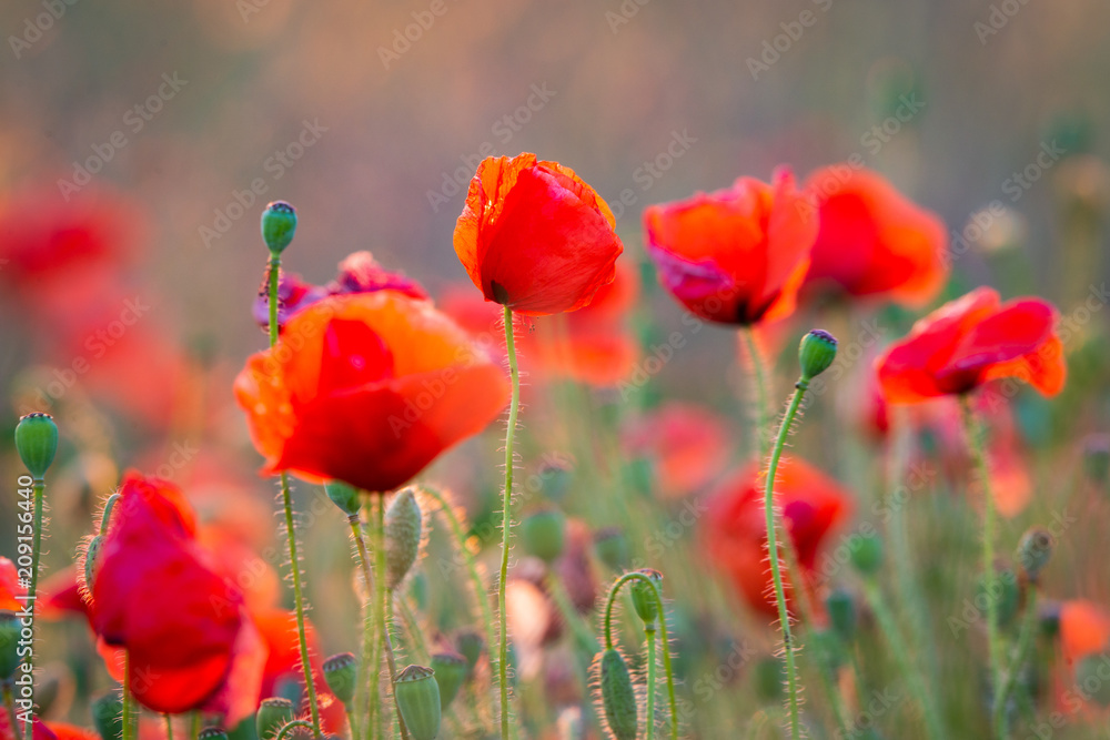 Fototapeta premium Beautiful field of red poppies in the sunset light
