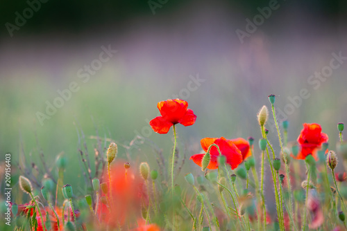 Beautiful field of red poppies in the sunset light