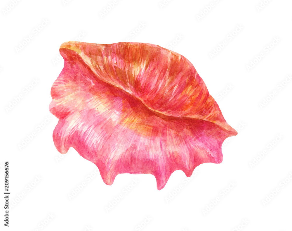 Big pink sea shell. Watercolor illustration