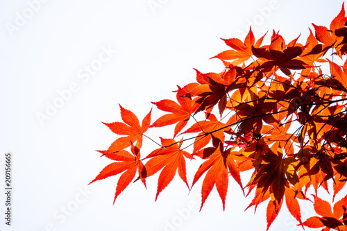 Acer palmatum, commonly known as palmate maple, Japanese maple or smooth Japanese-maple leaves on white background photo