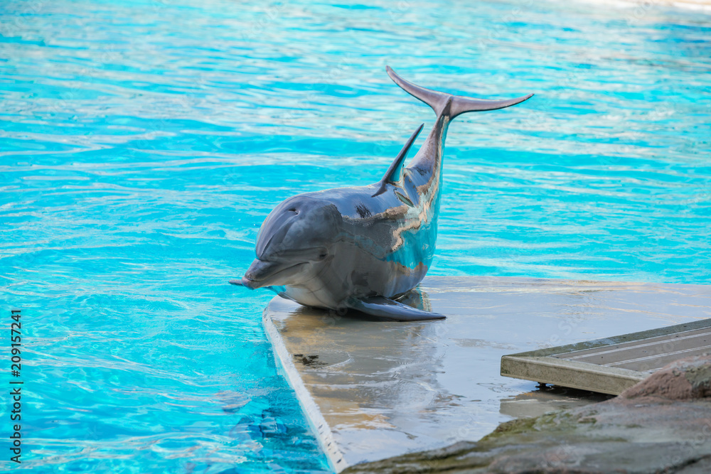 Fototapeta premium Riccione , Włochy - 18 maja 2018: Delfin w Oltremare Family Experience Park w słoneczny dzień