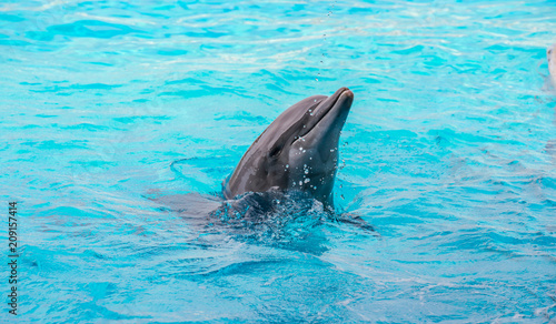 Riccione , Włochy - 18 maja 2018: Delfin w Oltremare Family Experience Park w słoneczny dzień