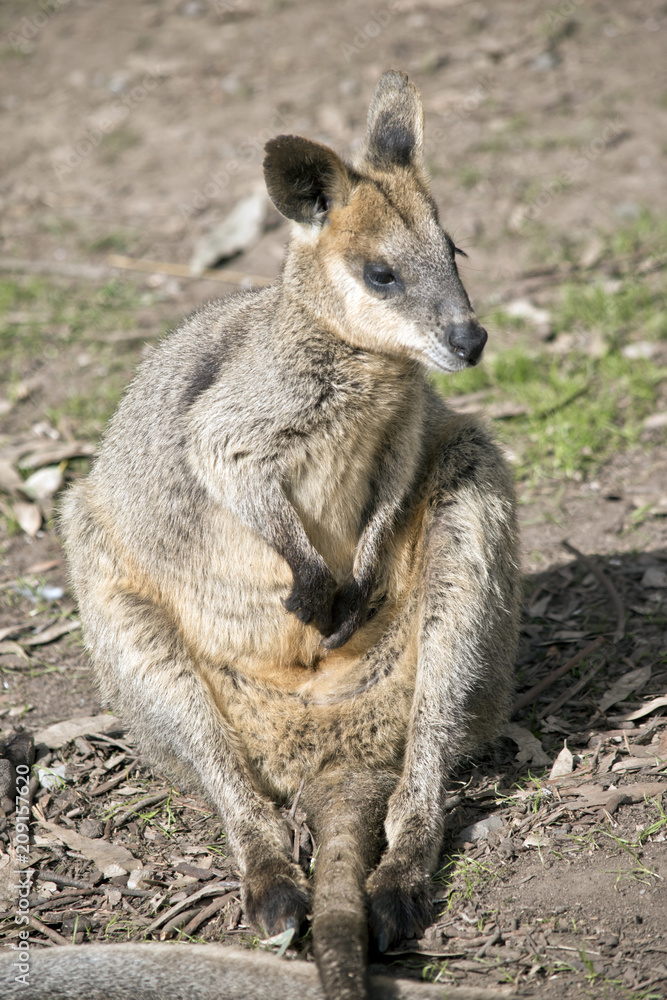 Fototapeta premium a swamp wallaby