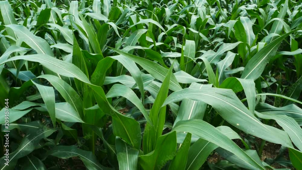 closeup panning corn farm closeup panning corn farm