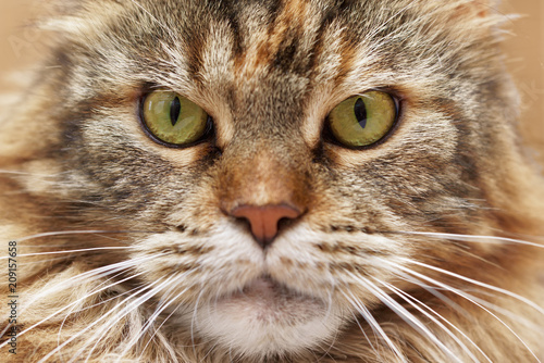 muzzle of cat close-up