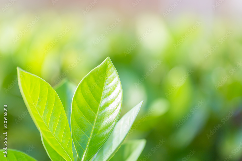nature view of green leaf on blurred greenery background in garden,Green nature concept. nature view of green leaf on blurred greenery background in garden,Green nature concept.