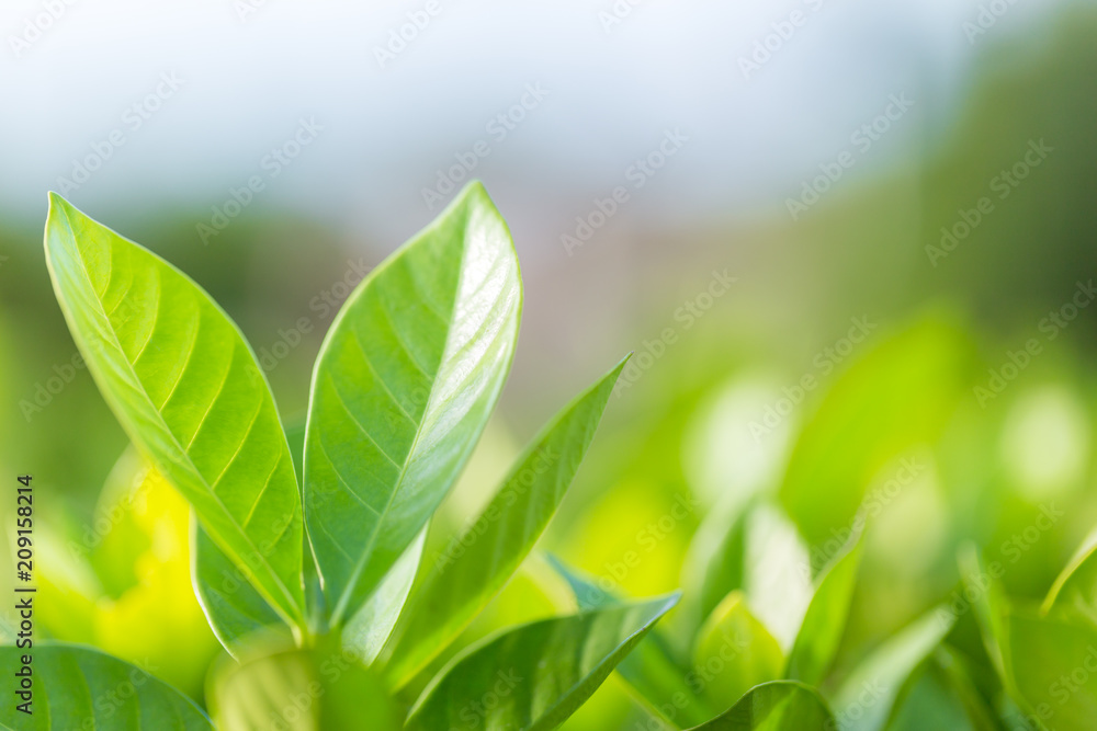 nature view of green leaf on blurred greenery background in garden,Green nature concept. nature view of green leaf on blurred greenery background in garden,Green nature concept.