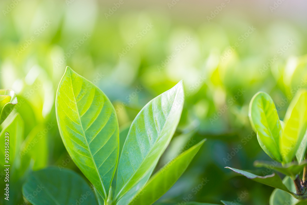 nature view of green leaf on blurred greenery background in garden,Green nature concept. nature view of green leaf on blurred greenery background in garden,Green nature concept.