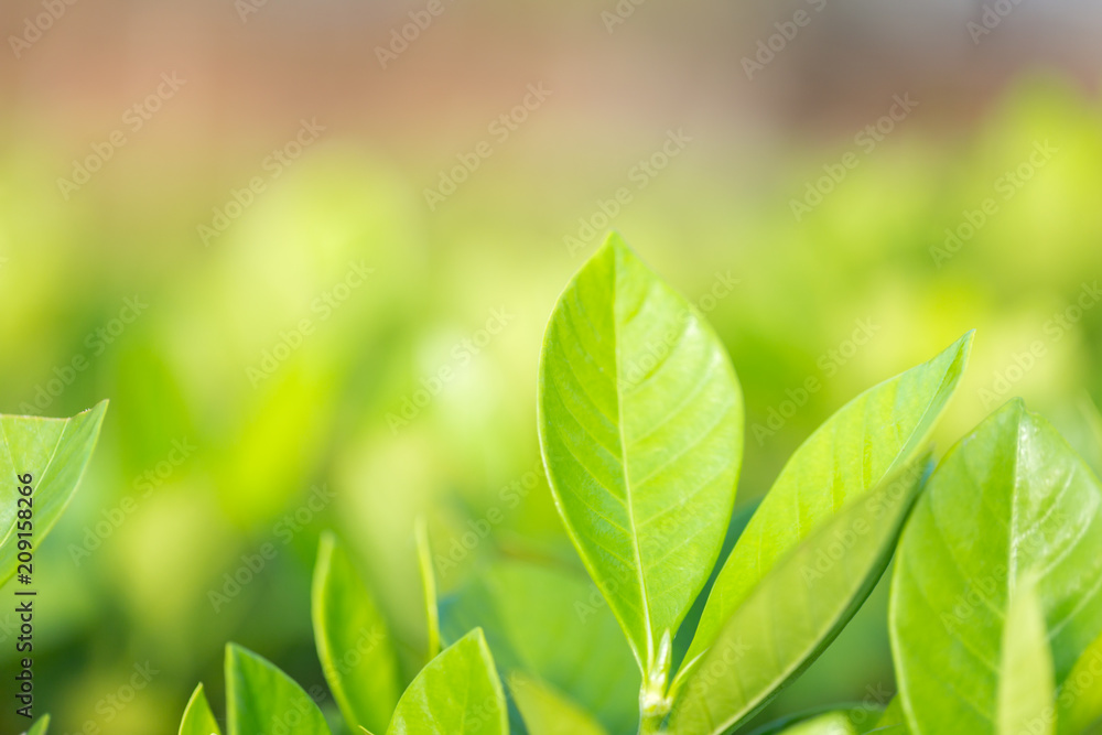 nature view of green leaf on blurred greenery background in garden,Green nature concept. nature view of green leaf on blurred greenery background in garden,Green nature concept.