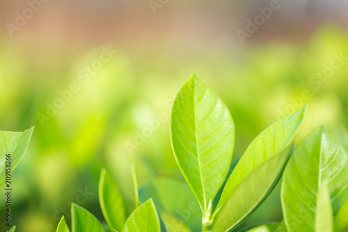 nature view of green leaf on blurred greenery background in garden Green nature concept.