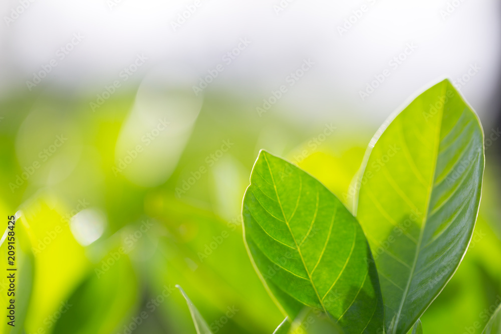 nature view of green leaf on blurred greenery background in garden,Green nature concept. nature view of green leaf on blurred greenery background in garden,Green nature concept.