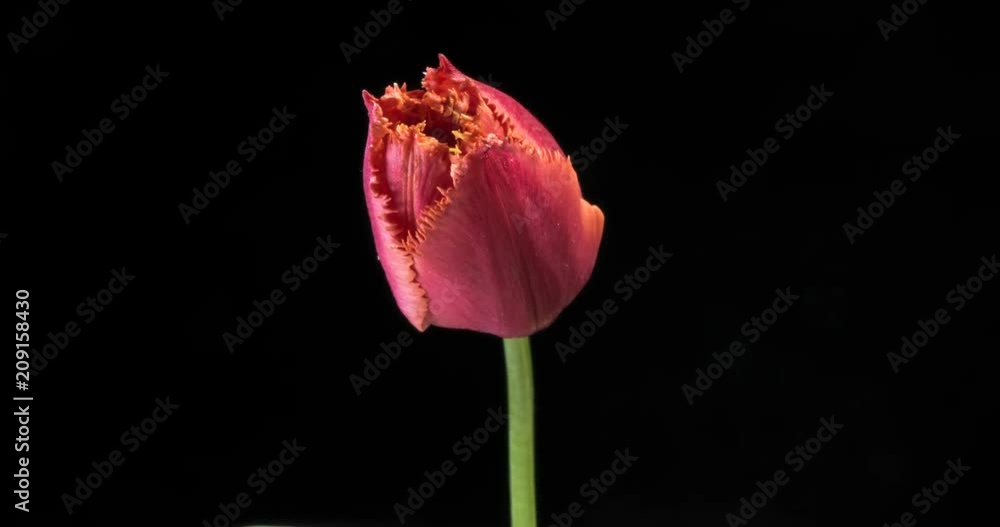 Timelapse of red tulip flower blooming on black background Timelapse of red tulip flower blooming on black background
