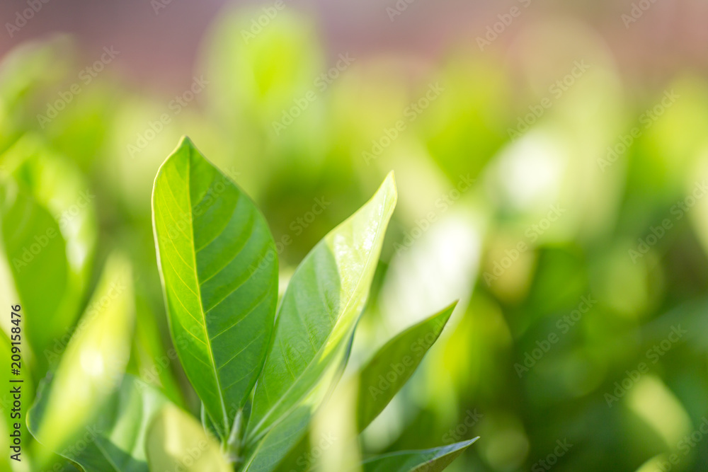 nature view of green leaf on blurred greenery background in garden,Green nature concept. nature view of green leaf on blurred greenery background in garden,Green nature concept.