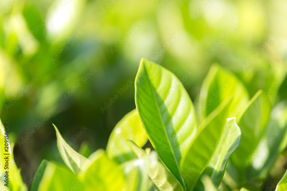 nature view of green leaf on blurred greenery background in garden,Green nature concept. nature view of green leaf on blurred greenery background in garden,Green nature concept.
