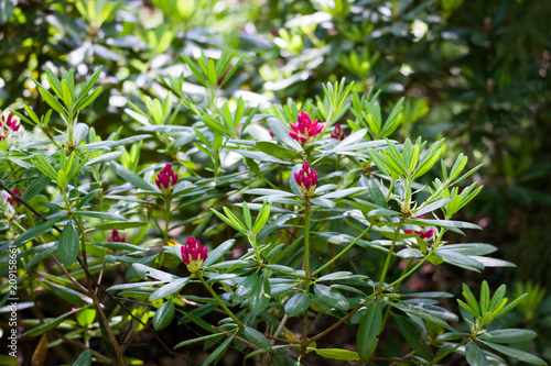 Lush rhododendron flower bush blooming