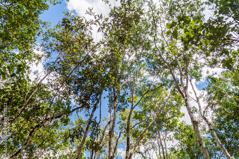 Fototapeta premium Trees above the ruins of the Mayan city Coba, Mexico