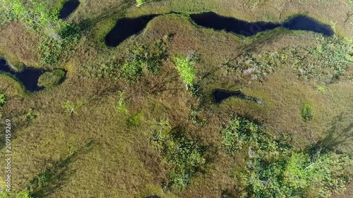 forest-tundra in summer
