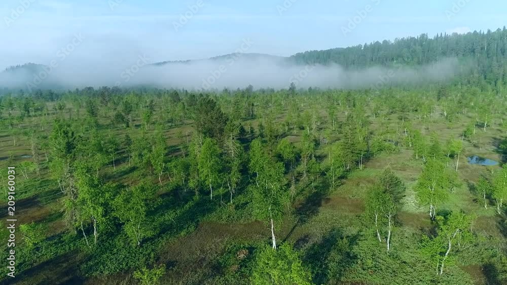 forest-tundra in summer forest-tundra in summer