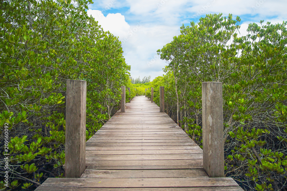 Walkway with wooden bridge through mangrove forrest
