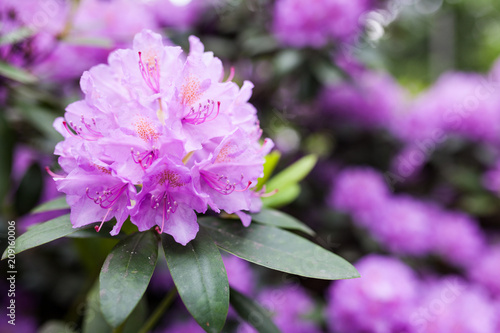 Lush rhododendron flower bush blooming