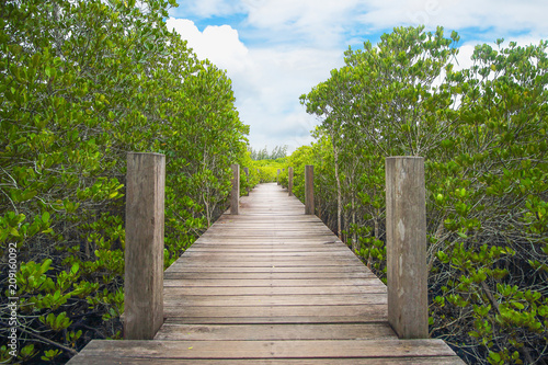 Walkway with wooden bridge through mangrove forrest © prapann