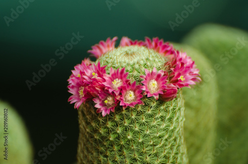 Cactus Flowers