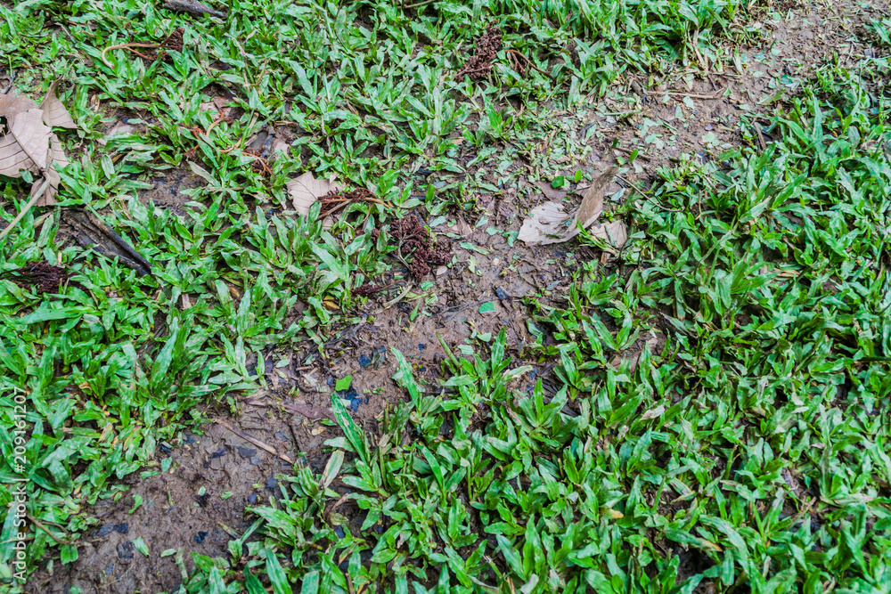 Leafcutter ant trail in Cockscomb Basin Wildlife Sanctuary, Belize. Leafcutter ant trail in Cockscomb Basin Wildlife Sanctuary, Belize.