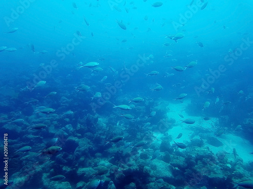 beautiful view underwater of the atlantic ocean in the sea of Aruba with some fish and a shipwreck © juancamilo