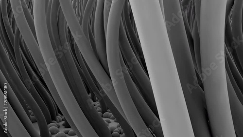 Ciliated Cells in motion