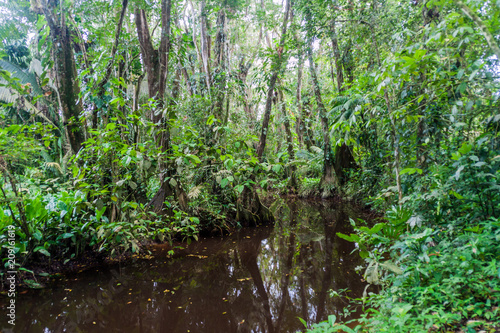Small creek in Cockscomb Basin Wildlife Sanctuary, Belize.
