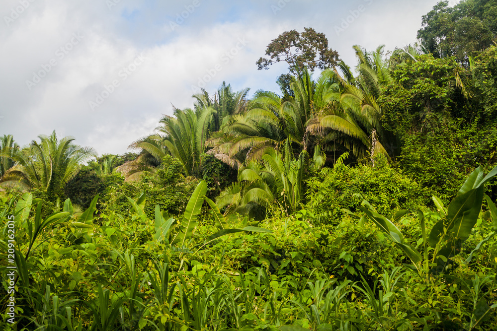 Jungle in Cockscomb Basin Wildlife Sanctuary, Belize. Jungle in Cockscomb Basin Wildlife Sanctuary, Belize.