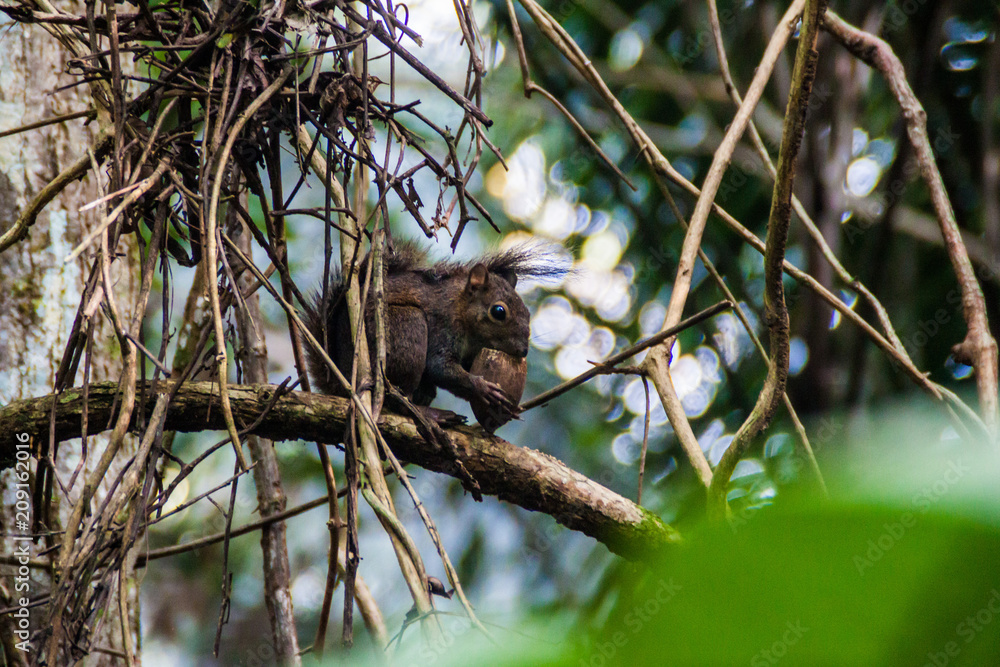 Squirrel in Cockscomb Basin Wildlife Sanctuary, Belize Squirrel in Cockscomb Basin Wildlife Sanctuary, Belize