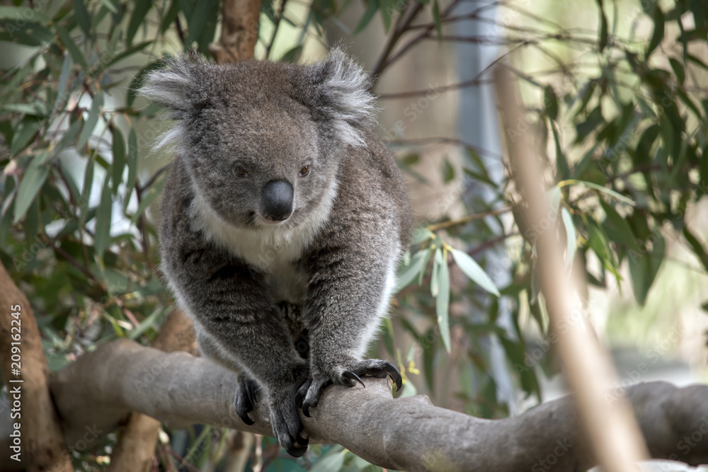 Fototapeta premium an Australian koala
