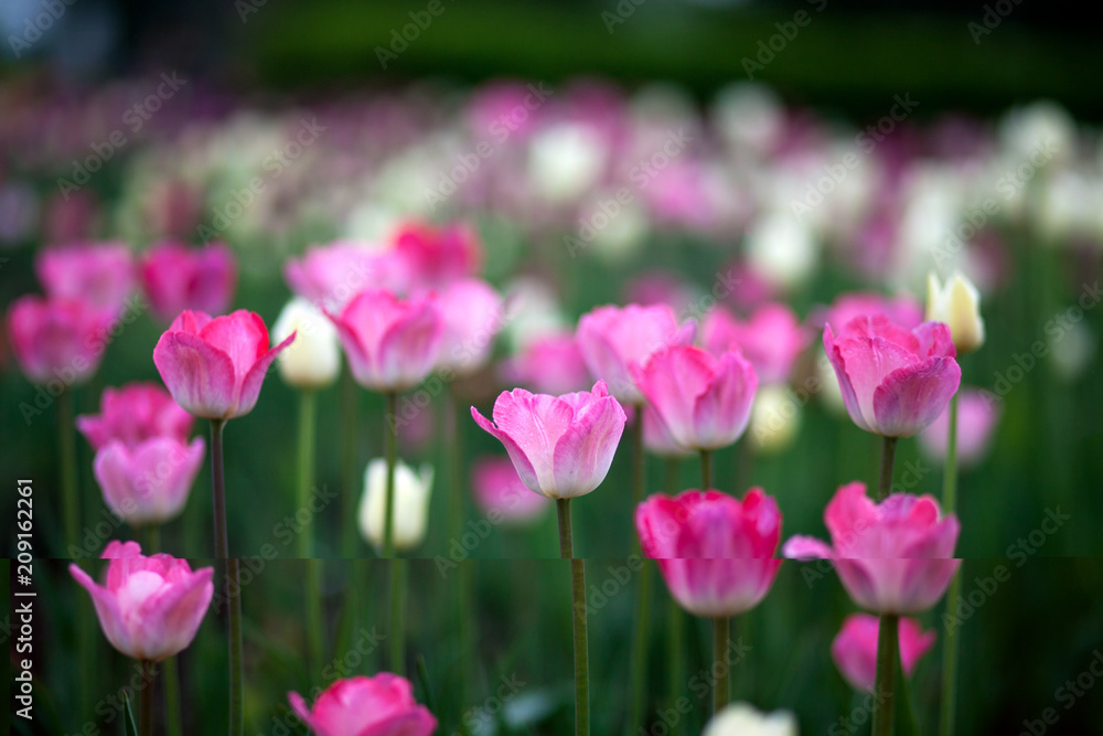 Close-up of a field of pink and spruce tulips on tall green stems in a city flowerbed under a bright summer sun