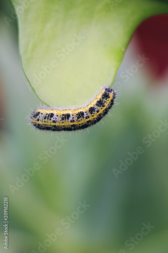 Cabbage white caterpillar feeding on a cactus leaf photo