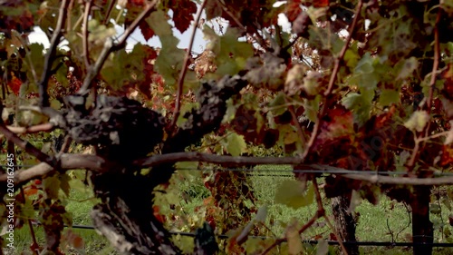 Close up view of grape vines during autumn after vintage coonawarra australia photo