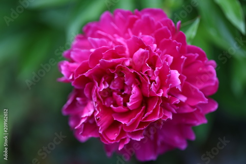 Large Pink Peony Bloom