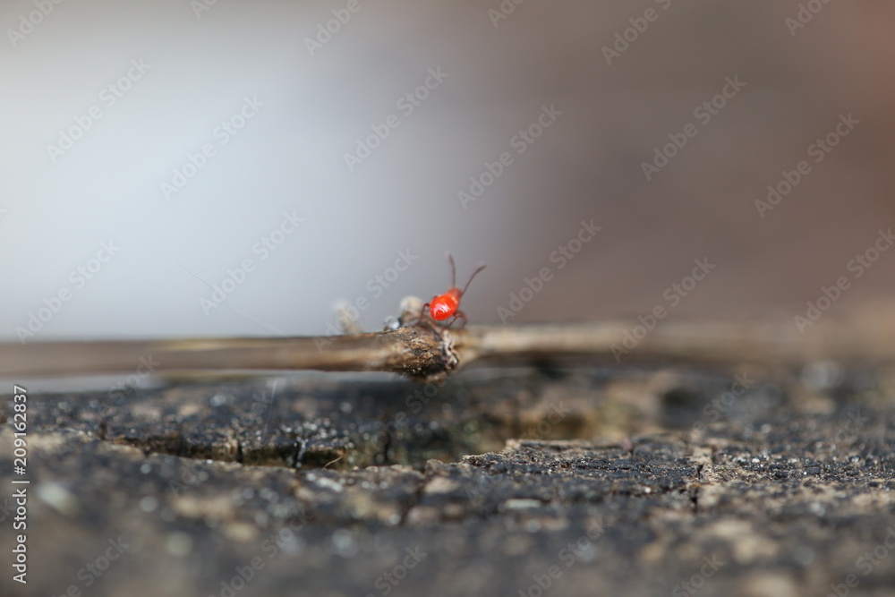 Tiny Red Bug on Stick