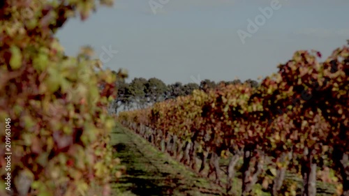 Grape vines in coonawarra winery wine region travel Australia