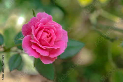 single pink rose flower garden background