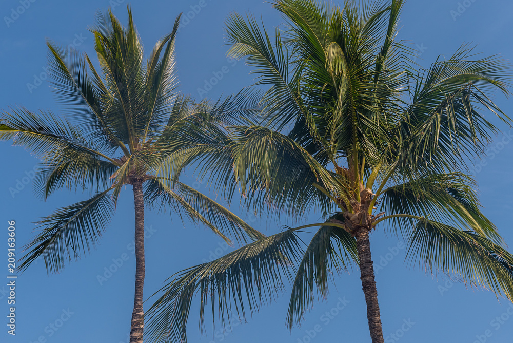 Palm Trees in blue sky