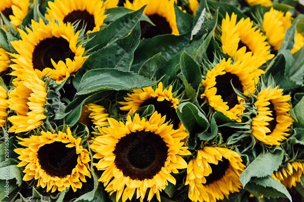 Close-up of sunflowers Close-up of sunflowers