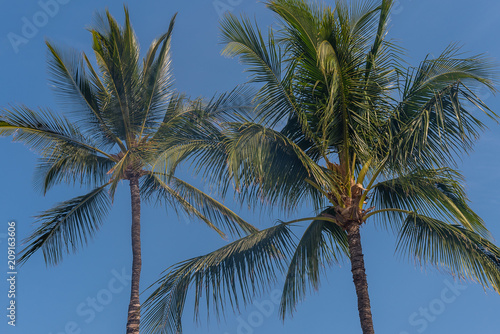 Palm Trees in blue sky