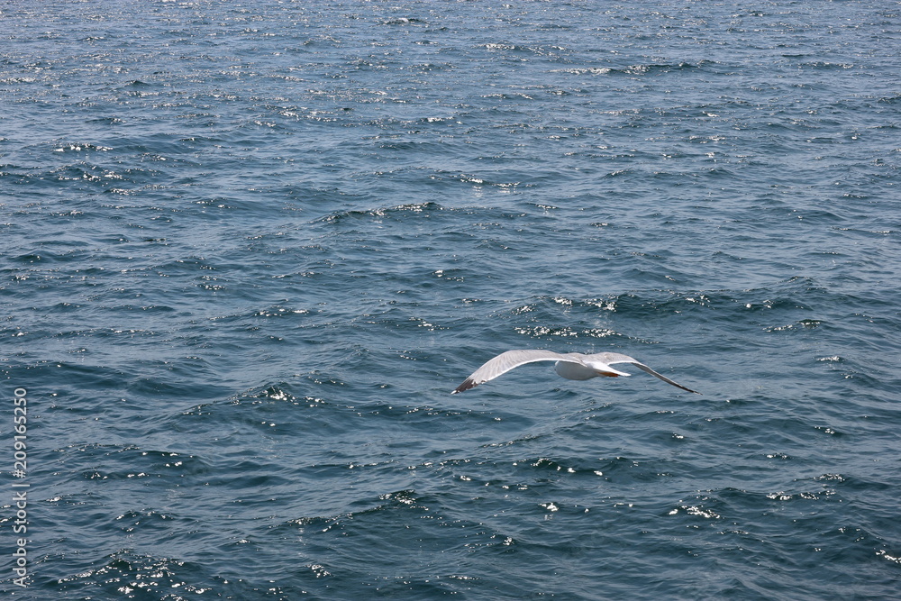 Fototapeta premium Seagull over the Mediterranean sea